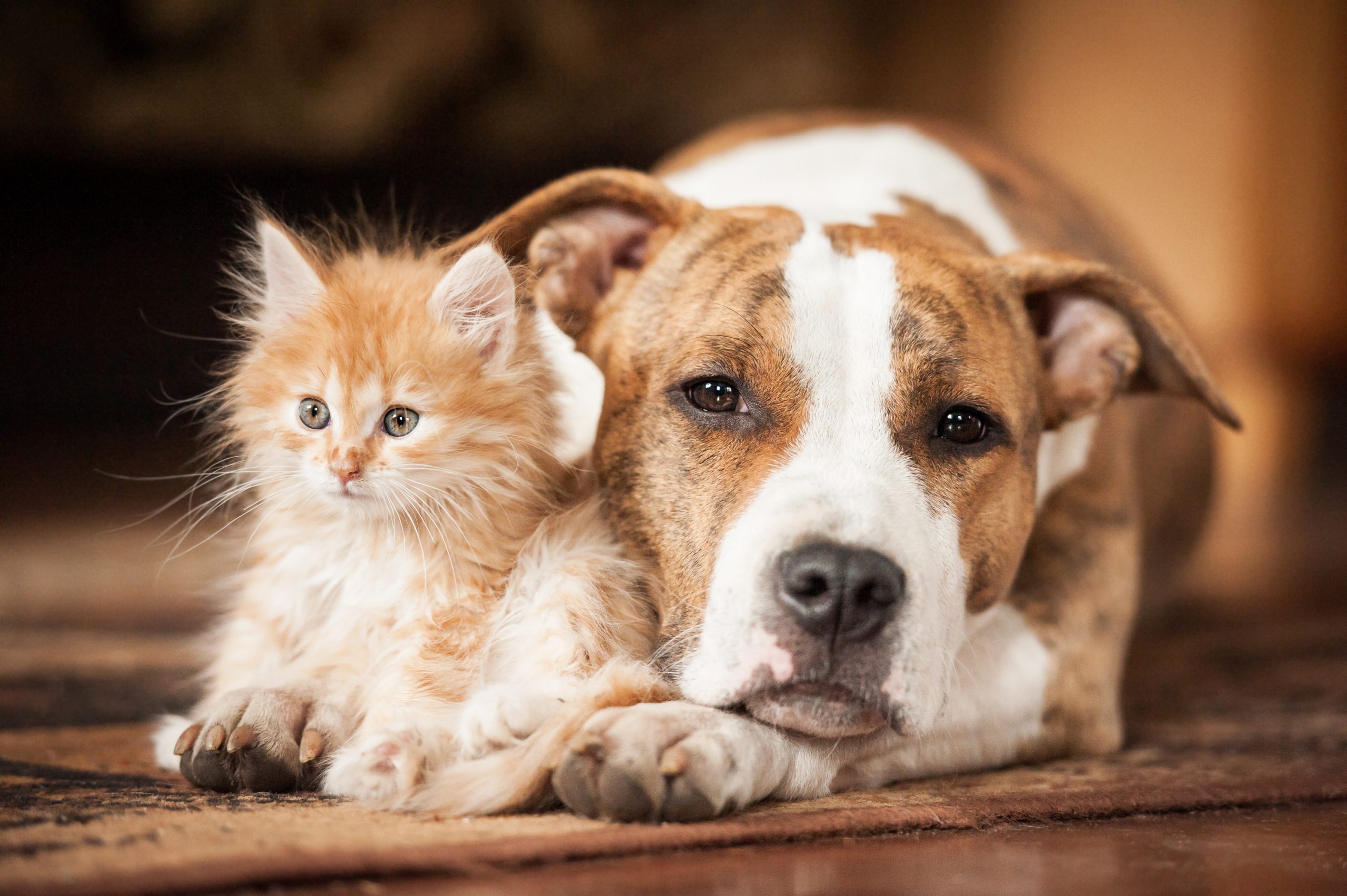 Породы животных кошек и собак